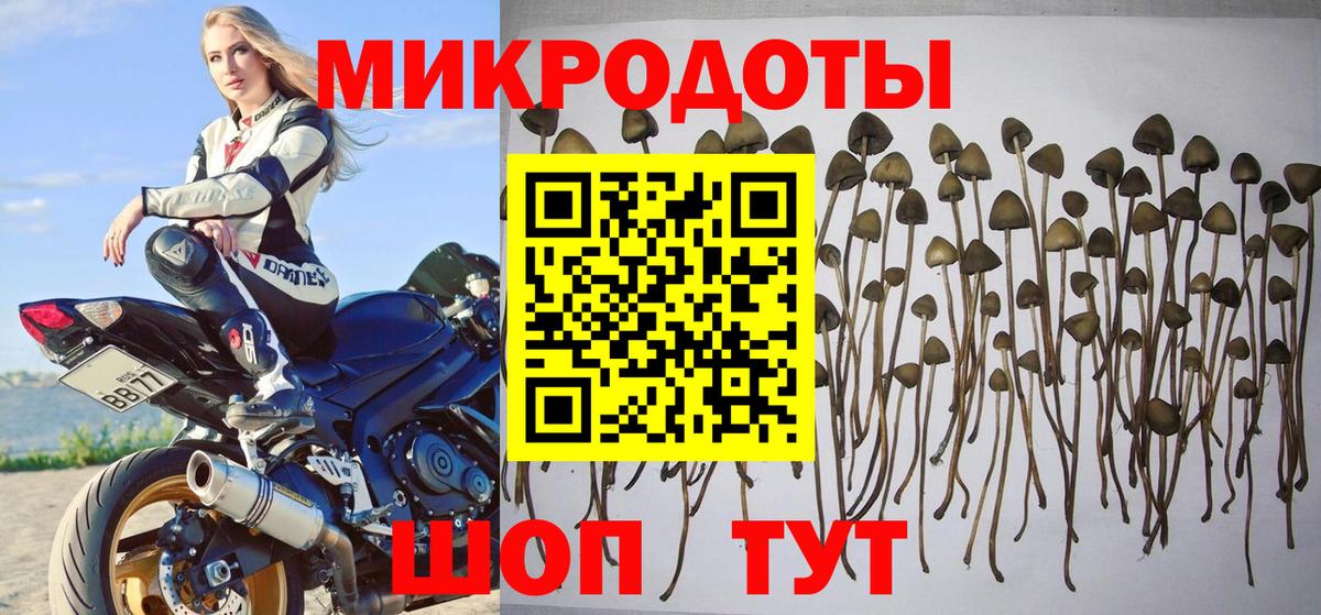 Галлюциногенные грибы MAGIC MUSHROOMS  Вход с VPN  Псилоцибиновые грибы прущие грибы  Кингисепп 